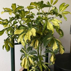 Meet your Posher, Reilly